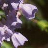 Mertensia virginica, flowers