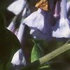Mertensia virginica, flowers