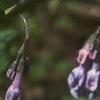 Mertensia virginica, flowers