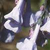Mertensia virginica, flowers