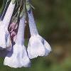Mertensia virginica, flowers