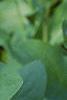 Mertensia virginica