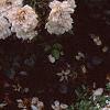 Lobularia maritima 'Snow Crystals', habit