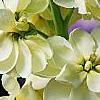 Matthiola incana 'Cinderella Yellow, flowers