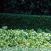 Buxus 'Glencoe' (Chicagoland Green TM)