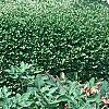 Buxus 'Glencoe' (Chicagoland Green TM)