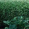 Buxus 'Glencoe' (Chicagoland Green TM)