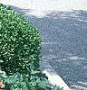 Buxus 'Glencoe' (Chicagoland Green TM)