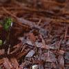 Pachysandra procumbens, habit