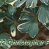 Pachysandra terminalis 'Variegata', leaves