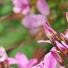 Cleome hassleriana 'Senorita Rosalita', flowers