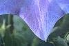 Campanula carpatica 'Blaue Clips', flowers