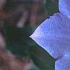 Campanula carpatica 'Blaue Clips', flowers