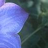 Campanula carpatica 'Blaue Clips', flowers