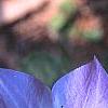 Campanula carpatica 'Blaue Clips', flowers