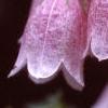 Campanula punctata, flowers