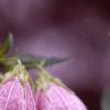 Campanula punctata, flowers