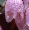 Campanula punctata, flowers