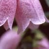 Campanula punctata, flowers