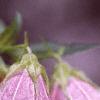 Campanula takesimana