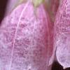 Campanula takesimana
