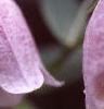 Campanula takesimana