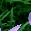 Isotoma axillaris 'Beth's Blue', flowers