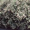 Abelia x grandiflora