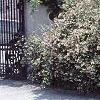 Abelia x grandiflora
