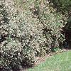 Abelia x grandiflora