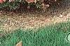 Abelia x grandiflora