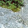 Diervilla lonicera, habit