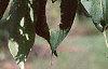 Heptacodium miconioides, fruit