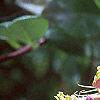 Lonicera x heckrottii, flowers