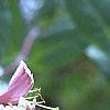 Lonicera x heckrottii, flowers