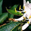 Lonicera maackii, flowers