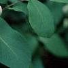 Lonicera tatarica, flowers