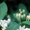 Lonicera tatarica, flowers