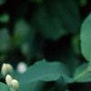 Lonicera tatarica, flowers