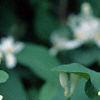 Lonicera tatarica, flowers