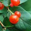 Lonicera tatarica, fruit