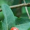 Lonicera tatarica, fruit