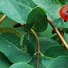 Lonicera tatarica, fruit