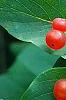 Lonicera tatarica, fruit