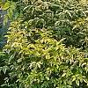 Sambucus nigra 'Madonna', habit