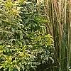 Sambucus nigra 'Madonna', habit