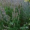 Sambucus nigra 'Madonna', habit