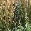 Sambucus nigra 'Madonna', habit