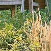 Sambucus nigra 'Madonna', habit