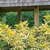 Sambucus nigra 'Madonna', habit